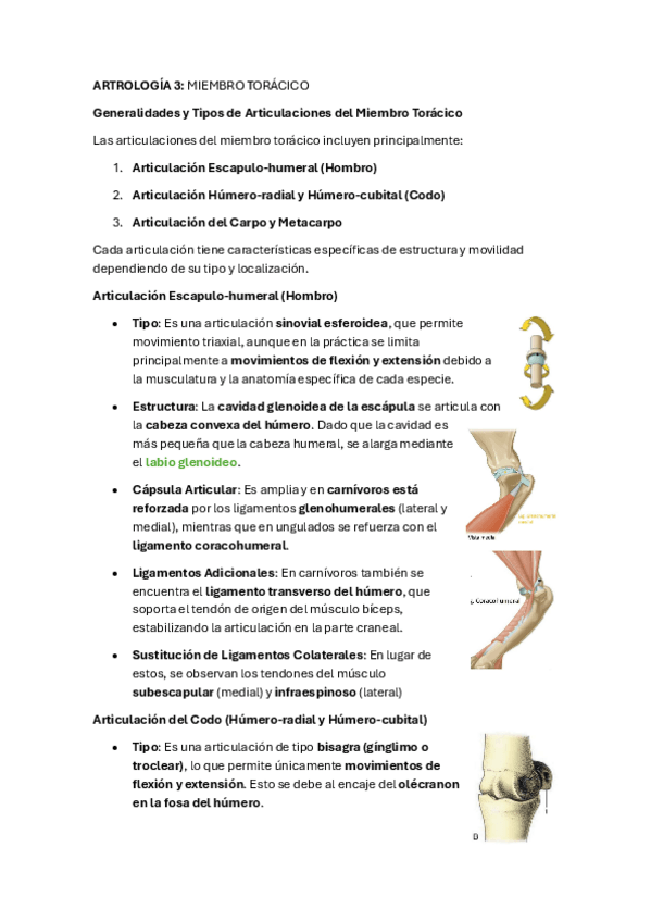 Miniatura del documento ARTROLOGIA-3-miembro-toracico.pdf