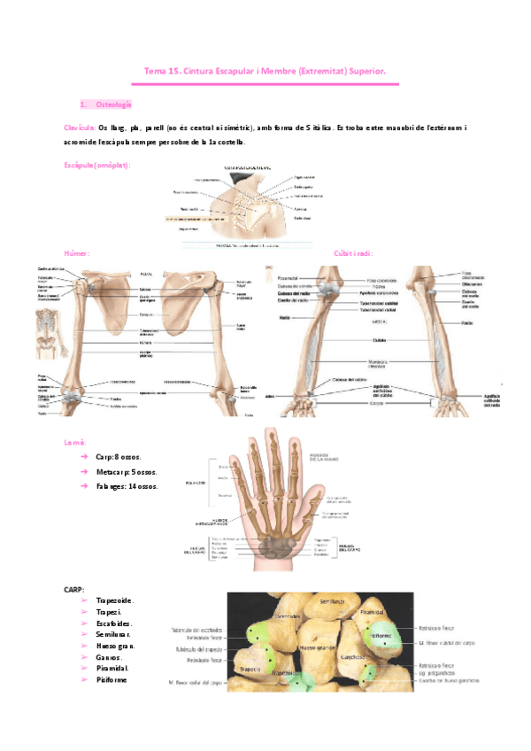 Miniatura del documento Tema-15.-Cintura-Escapular-i-Membre-Extremitat-Superior.pdf