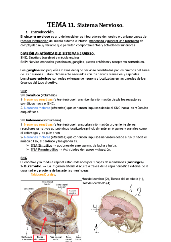 Miniatura del documento ANATOMIA-T11.pdf
