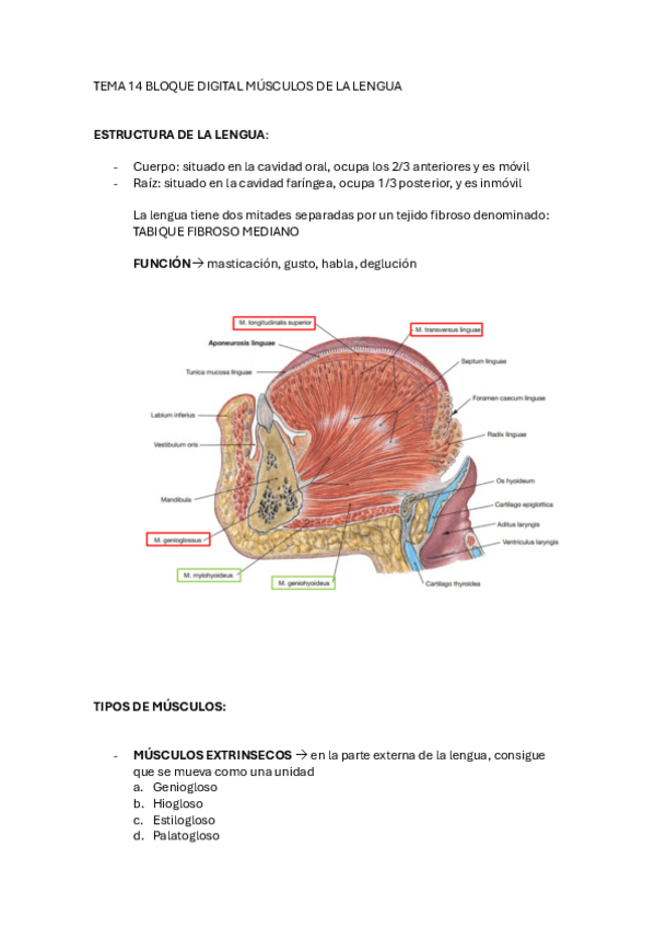 Miniatura del documento tema-14-musculos-lengua-b.d.pdf