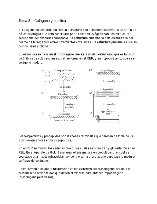 Miniatura del documento Tema-8-Colageno-y-elastina.pdf