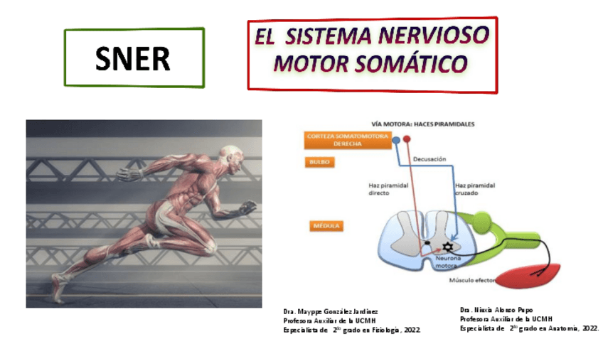 Miniatura del documento 13.MotorSomatico-Piramidal-1.pdf