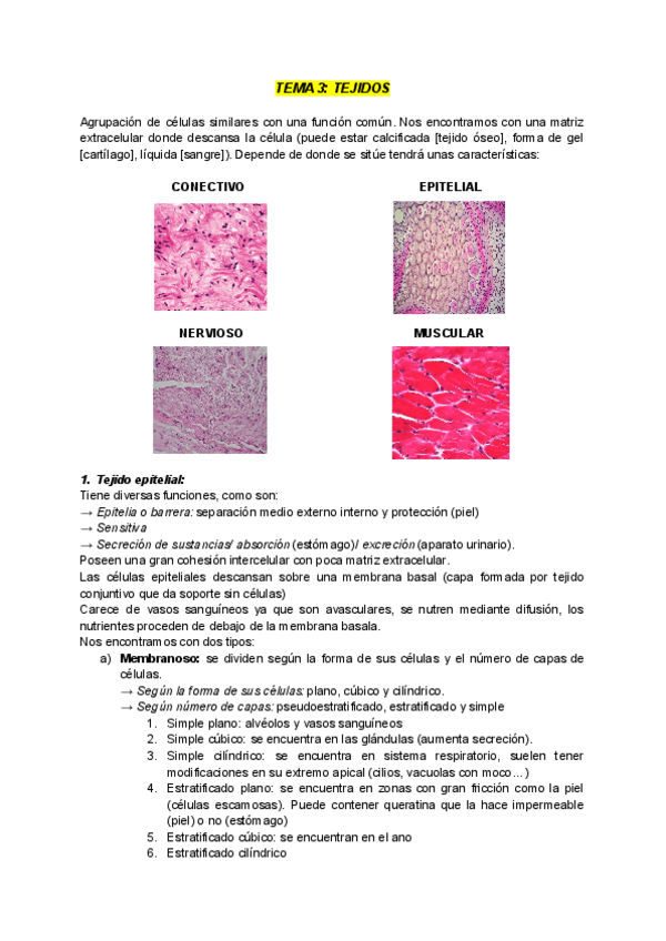 Miniatura del documento TEMA-3-TEJIDOS.pdf