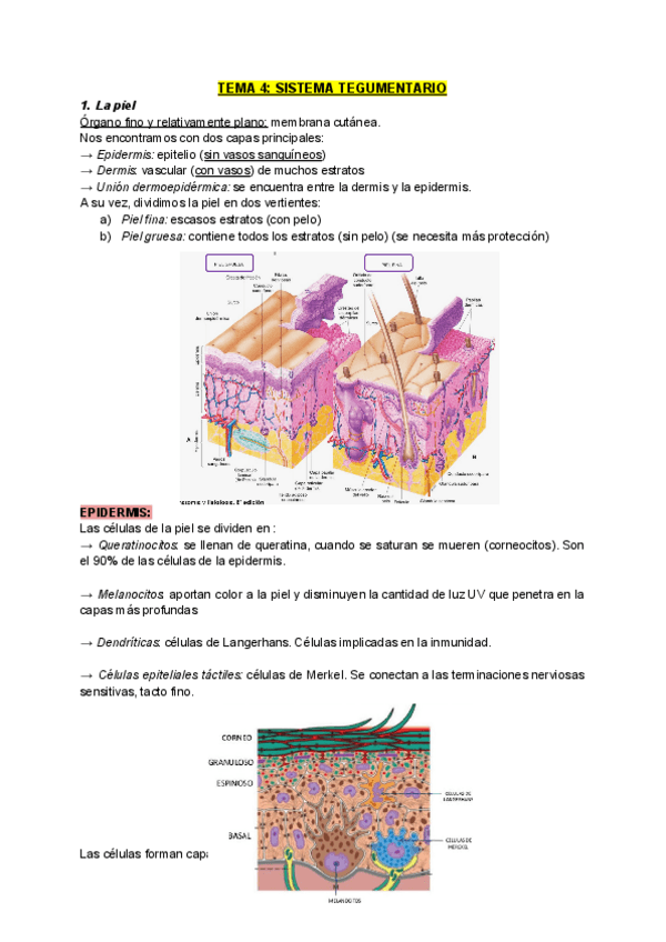 Miniatura del documento TEMA-4-SISTEMA-TEGUMENTARIO.pdf