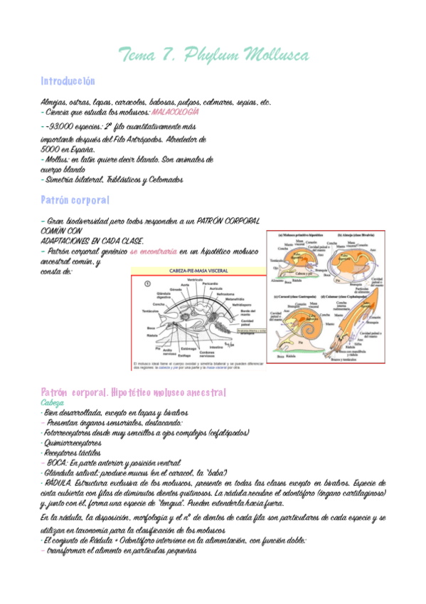 Miniatura del documento tema-7-zoologia-pdf.pdf