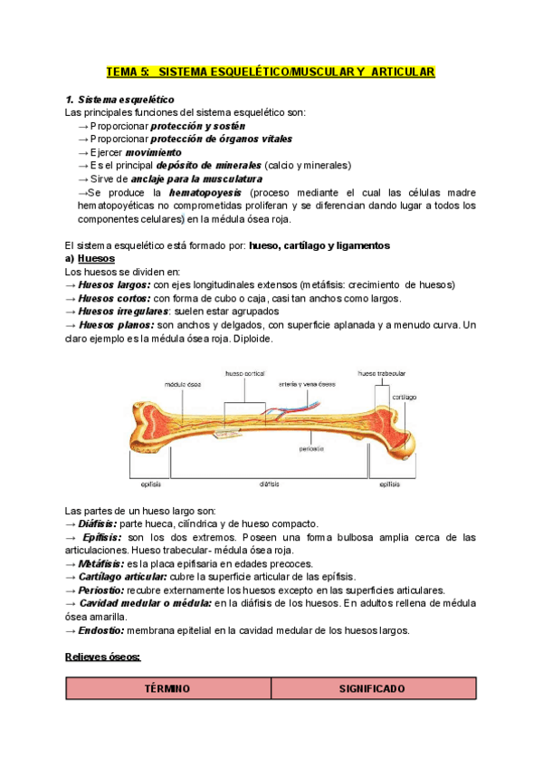 Miniatura del documento TEMA-5.1-SISTEMA-ESQUELETICO-Y-ARTICULAR.pdf