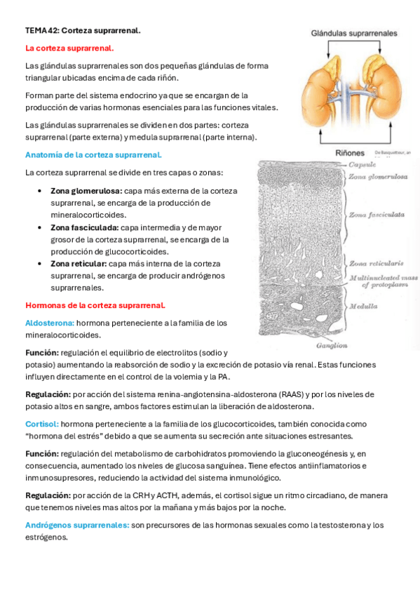 Miniatura del documento TEMA-42-Corteza-suprarrenal.pdf
