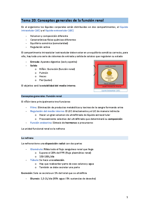 Miniatura del documento T20-FIS-renal-excrecio-fun-renal.pdf