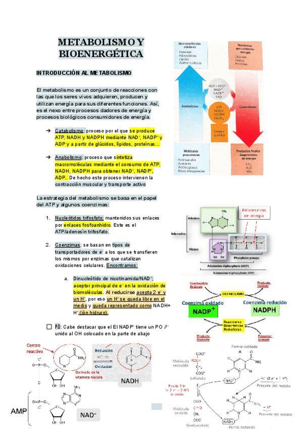 Miniatura del documento TEMA-12-BIOQUIMICA.pdf