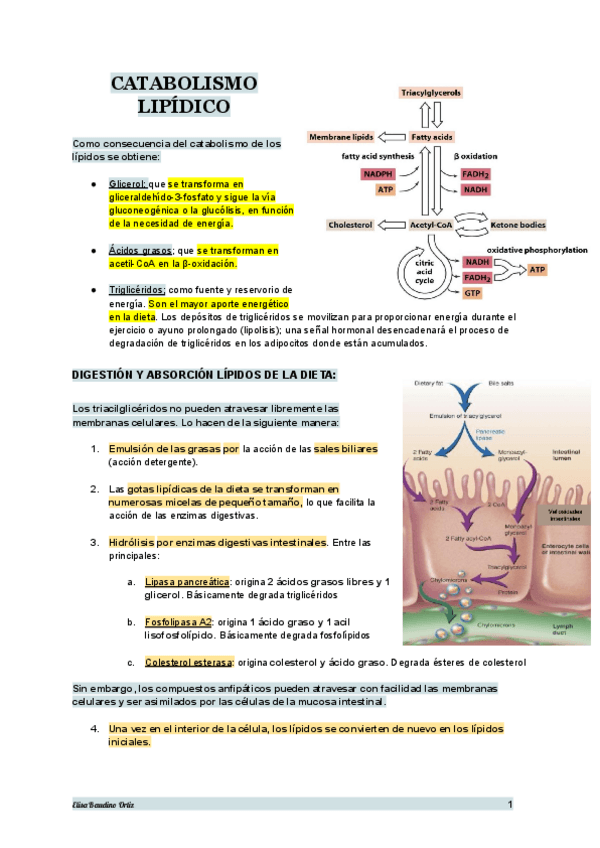 Miniatura del documento TEMA-17-BIOQUIMICA.pdf