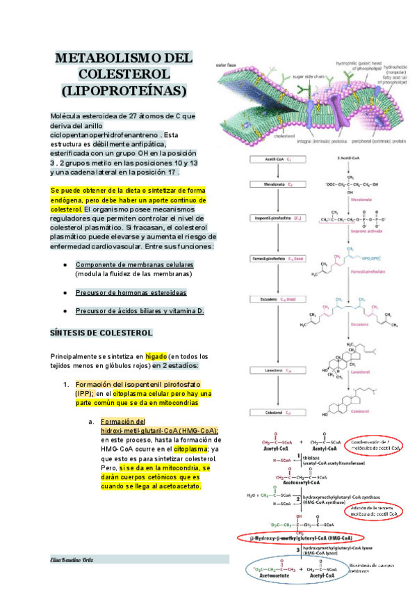 Miniatura del documento TEMA-19-BIOQUIMICA.pdf