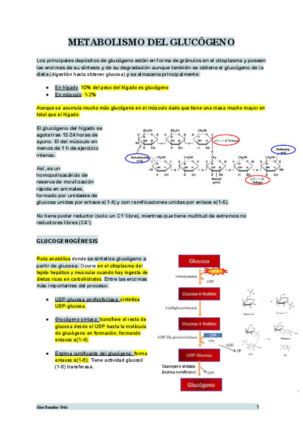 Miniatura del documento TEMA-14-BIOQUIMICA.pdf