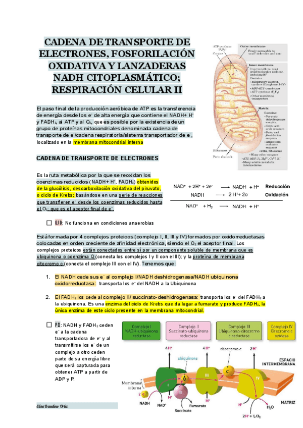 Miniatura del documento TEMA-16-BIOQUIMICA.pdf