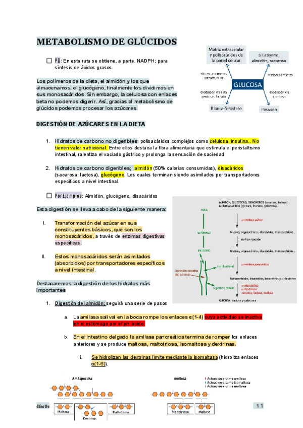 Miniatura del documento TEMA-13-BIOQUIMICA.pdf