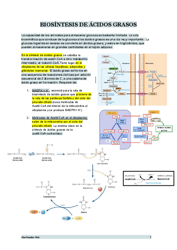 Miniatura del documento TEMA-18-BIOQUIMICA.pdf
