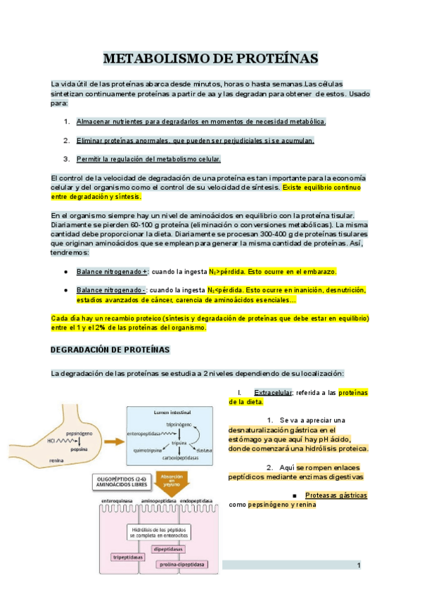 Miniatura del documento TEMA-20-BIOQUIMICA.pdf