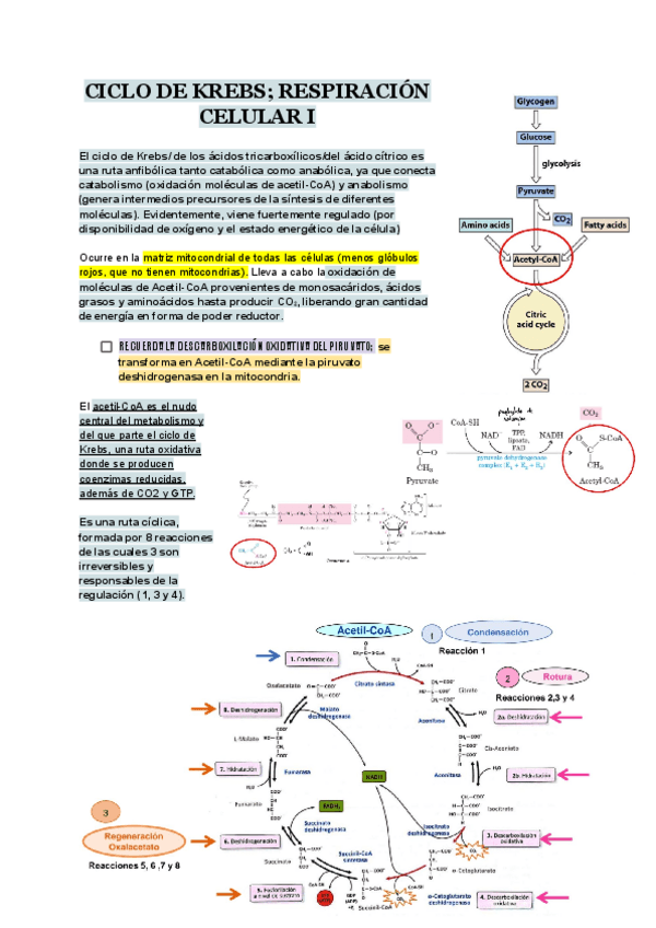 Miniatura del documento TEMA-15-BIOQUIMICA.pdf