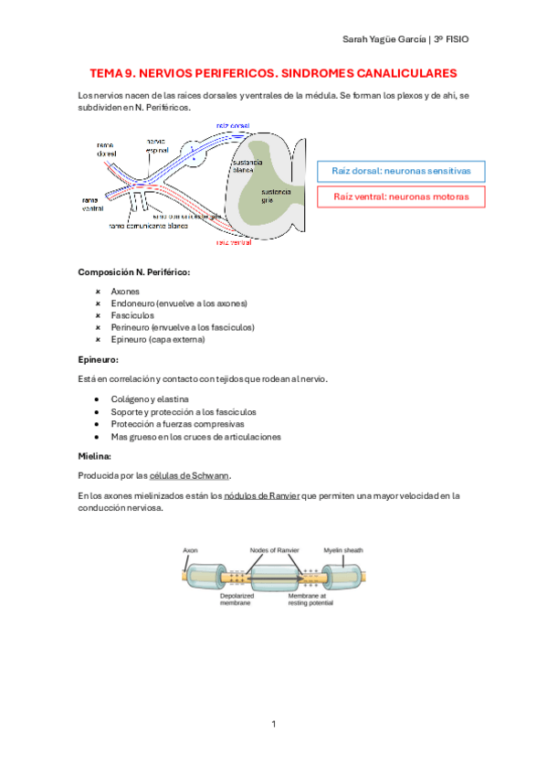 Miniatura del documento T9-Nervios-perifericos.-Sindromes-canaliculares.pdf