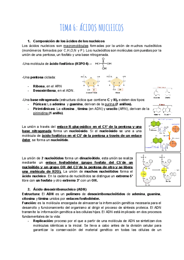 Miniatura del documento Tema-6-Acidos-nucleicos.pdf
