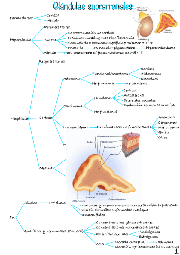 Miniatura del documento Glandulas-suprarrenales-1.pdf