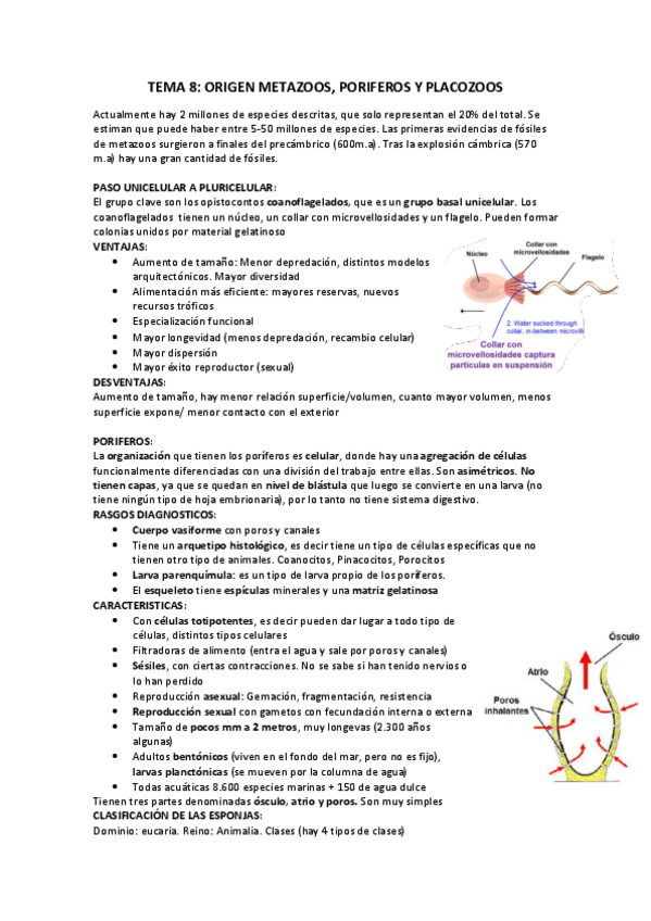 Miniatura del documento TEMA-8z.pdf