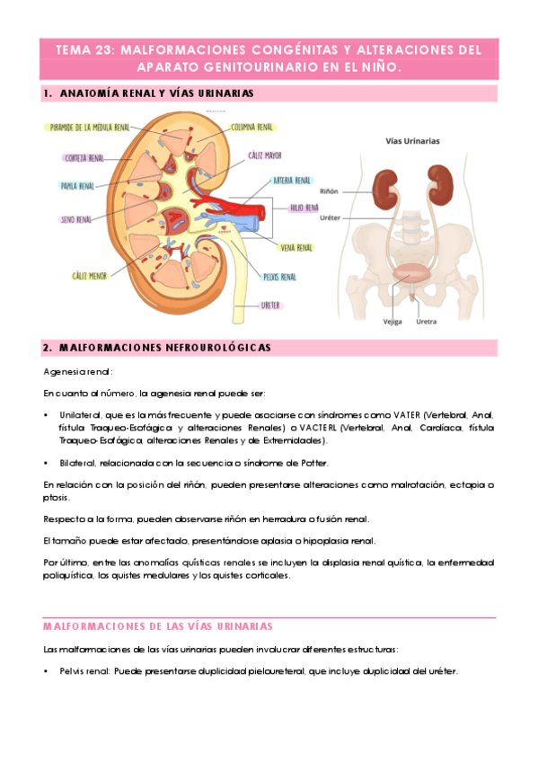 Miniatura del documento Tema-23-Malformaciones-congenitas-y-alteraciones-del-aparato-genitourinario-en-el-nino..pdf
