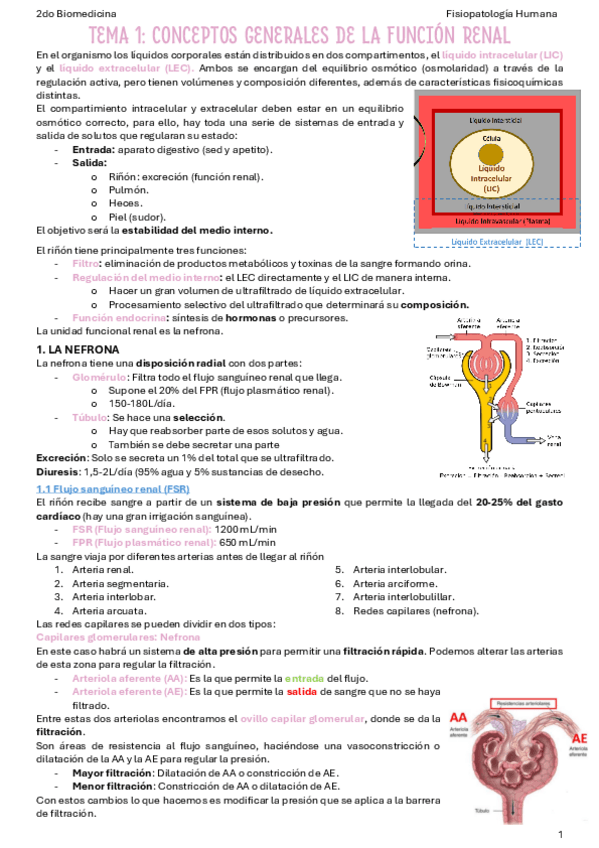 Miniatura del documento T1-Conceptos-generales-de-la-funcion-renal.pdf