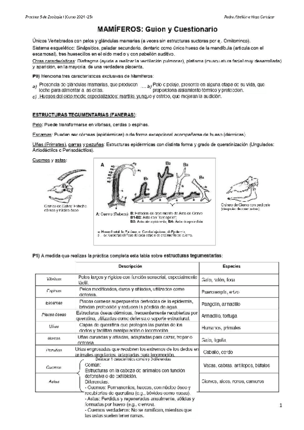 Miniatura del documento Practica-5-mamiferos-RESUELTA.pdf