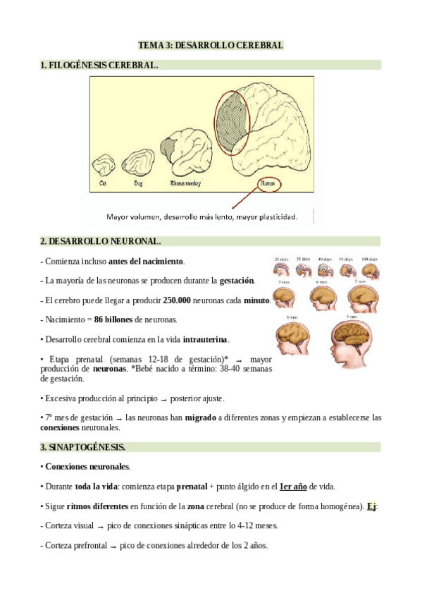 Miniatura del documento Tema-3-Desarrollo-cerebral.pdf