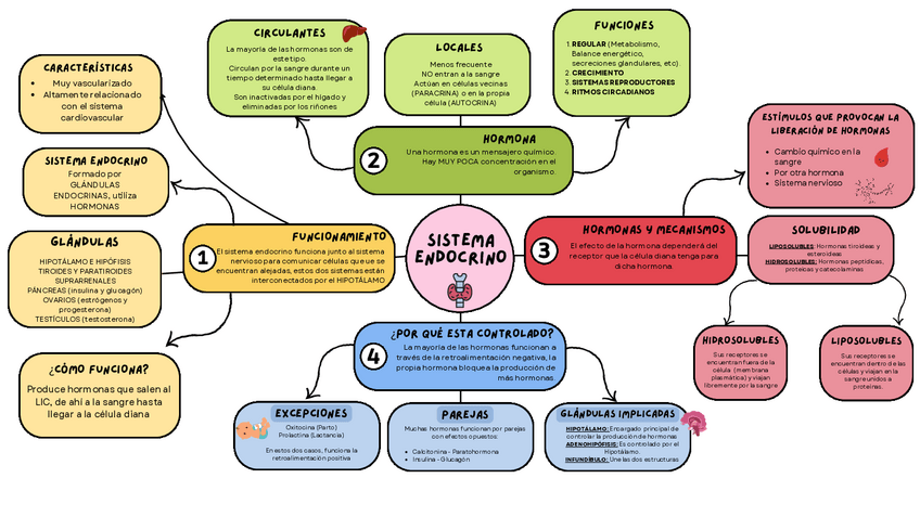 Miniatura del documento Sistema-Endocrino-Esquema.pdf