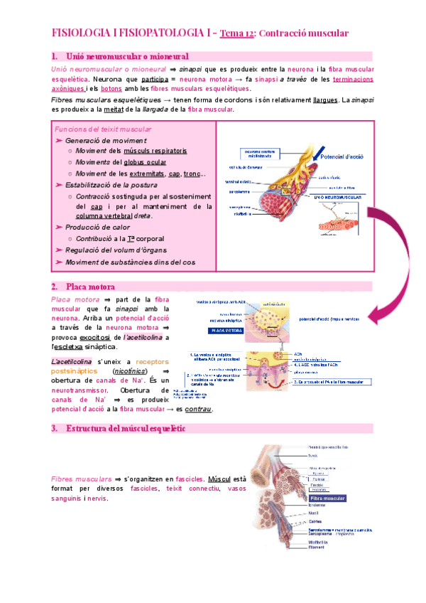 Miniatura del documento Tema-12-Contraccio-muscular.pdf