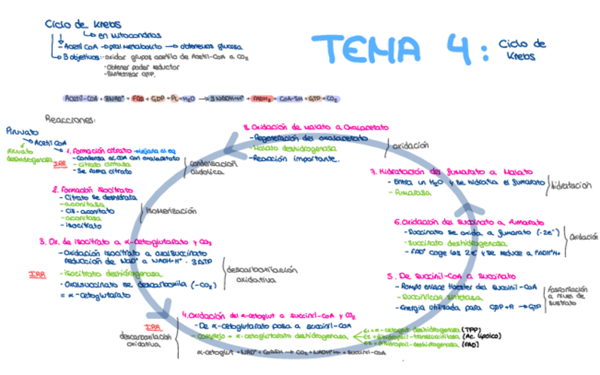 Miniatura del documento Esquemas-Bioquimica-Primer-Parcial.pdf
