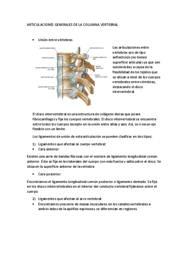 Miniatura del documento articulaciones entre vértebras.pdf