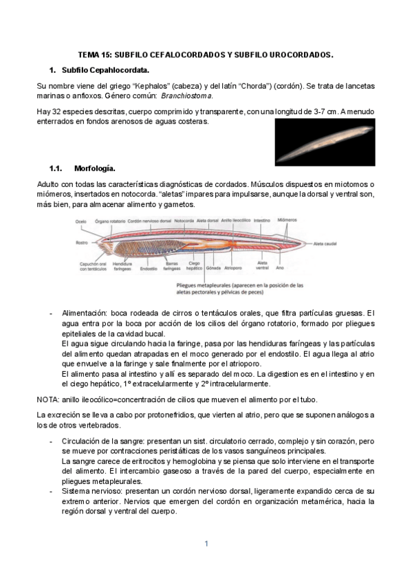 Miniatura del documento TEMA-15.pdf