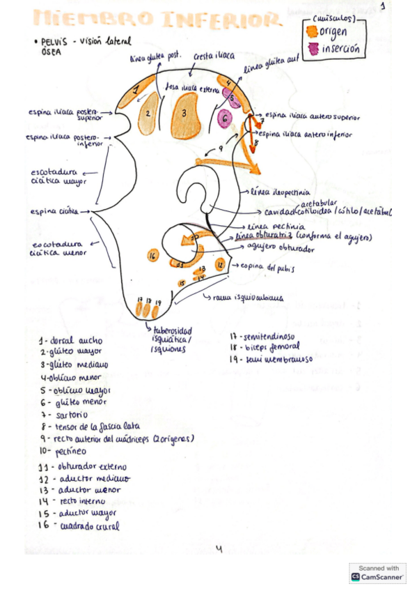 Miniatura del documento miembro-inferior-completo-2024-25.pdf