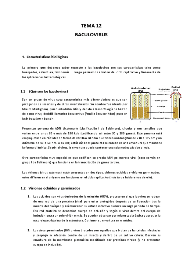 Miniatura del documento BACULOVIRUS-apuntes.docx.pdf