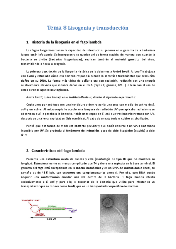 Miniatura del documento Tema-8-Lisogenia-y-transduccion.docx.pdf