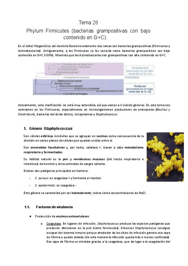 Miniatura del documento Tema-28.-Firmicutes.pdf