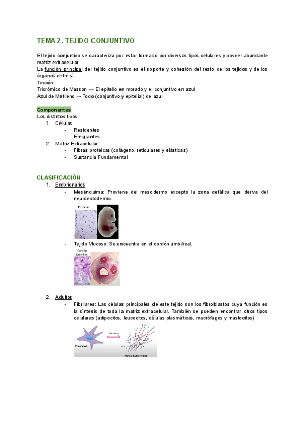 Miniatura del documento Histología-TEMA-2-tejido-conjuntivo.pdf