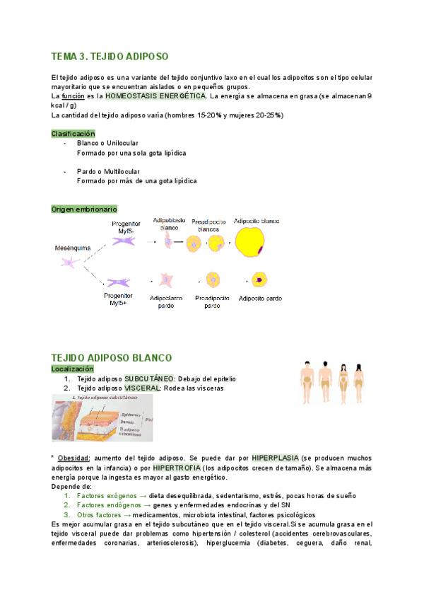 Miniatura del documento Histologia-TEMA-3-tejido-adiposo.pdf