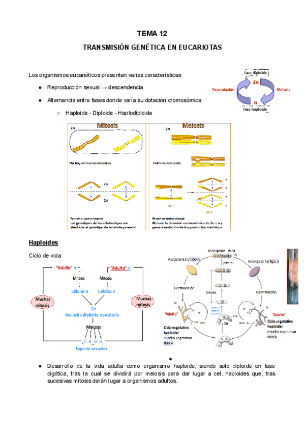 Miniatura del documento TEMA-12.pdf