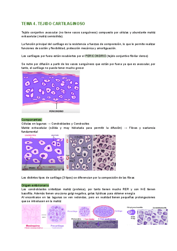 Miniatura del documento Histologia-TEMA-4-tejido-cartilaginoso.pdf