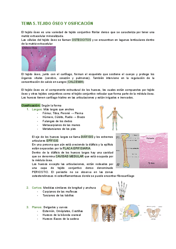 Miniatura del documento Histologia-TEMA-5-tejido-oseo.pdf