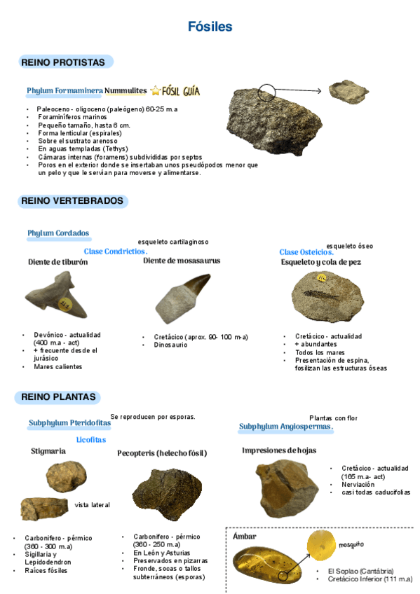 Miniatura del documento Fosiles.pdf