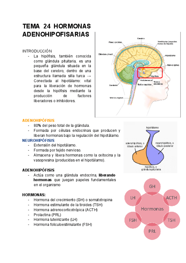 Miniatura del documento TEMA-24-HORMONAS-ADENOHIPOFISARIAS-2425.pdf