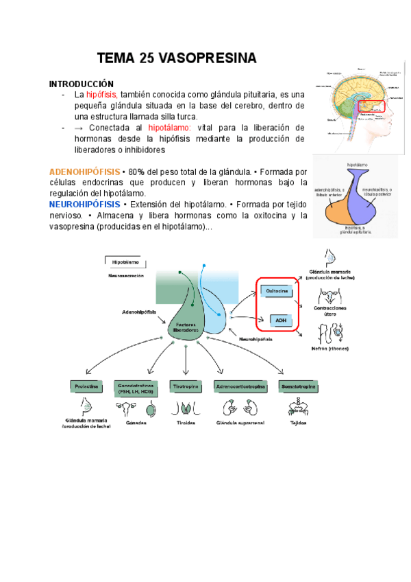 Miniatura del documento TEMA-25-VASOPRESINA-2425.pdf