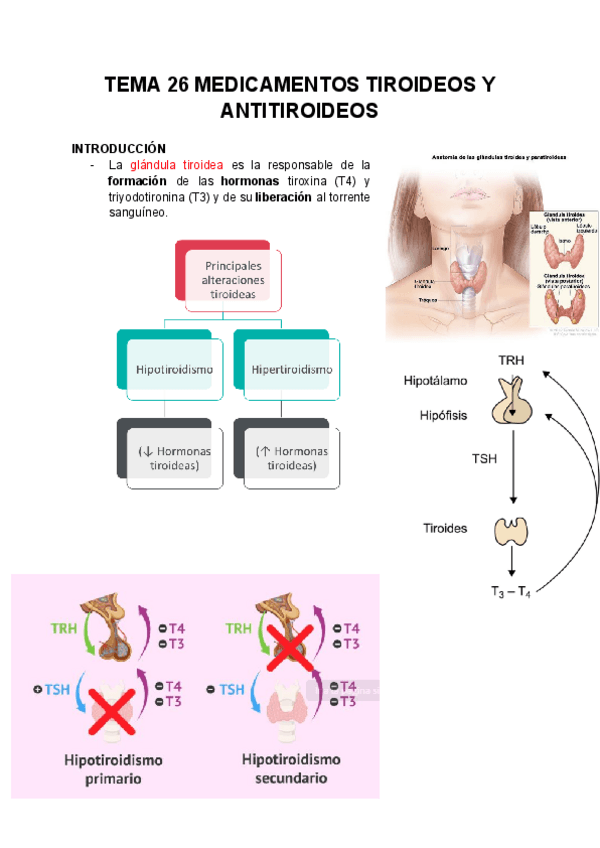 Miniatura del documento TEMA-26-FARMACOS-TIROIDEOS-Y-ANTITIROIDEOS-2425.pdf