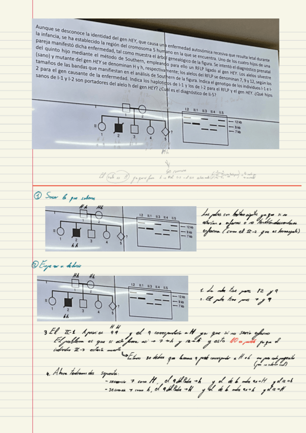 Miniatura del documento Ejercicio-de-genetica-dificil-como-sus-muertos.pdf