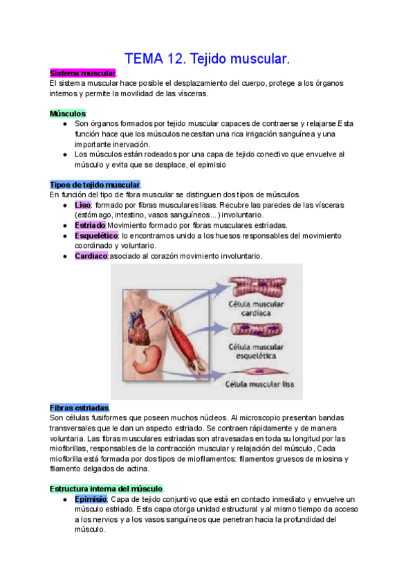 Miniatura del documento TEMA-12.-Tejido-muscular..pdf