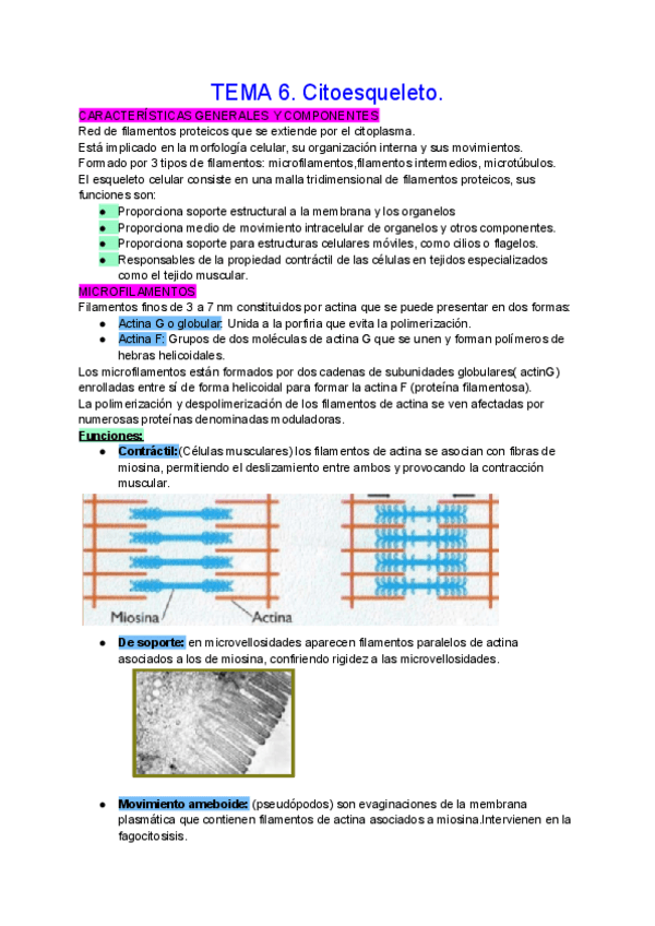 Miniatura del documento TEMA-6.-Citoesqueleto..pdf